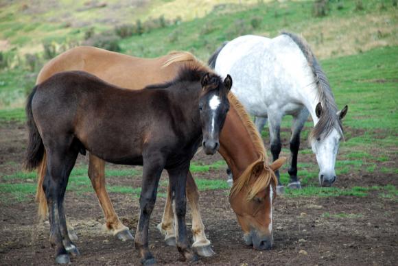 Актуално състояние на сектор коневъдство в България, развъдни центрове