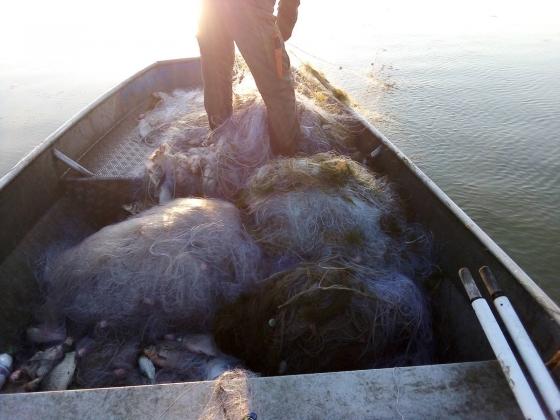 Дариха 200 килограма уловена в бракониерски мрежи риба на дом за стари хора в Ямбол