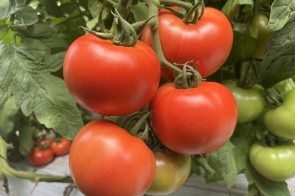 Семе домат, Боросор