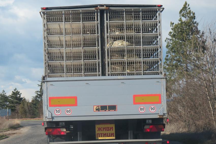 Утежняват правилата за превоз на животни в Европейския съюз