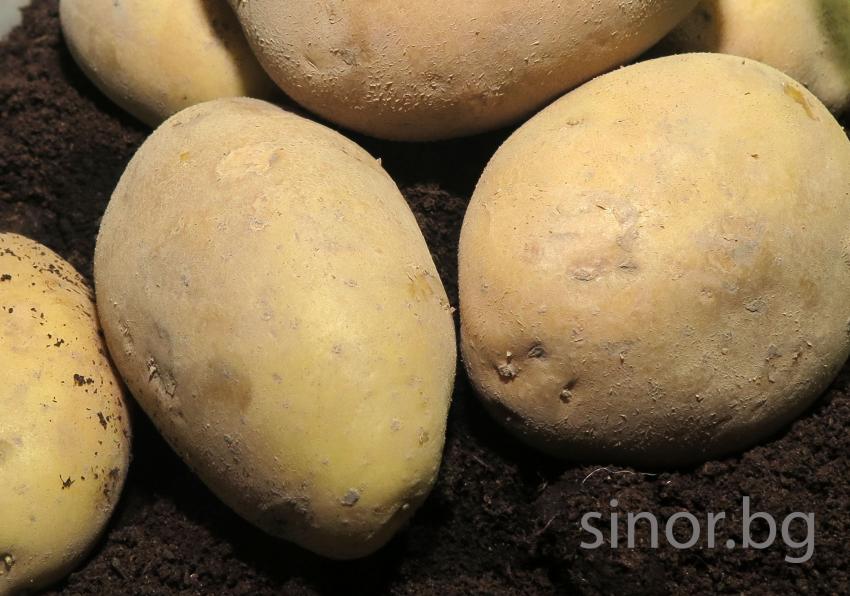 Детайли за компостирането на негодните за консумация картофи