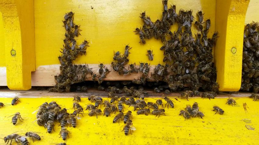 Пчеларите получиха над 4 милиона лева през 2023 г.
