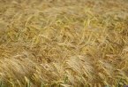 Йордания купи 60 000 тона вероятно румънска пшеница и 50 000 тона ечемик