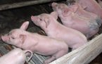 ЕК одобри схема от 200 милиона евро за затваряне на свинеферми в Белгия