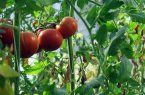 Кога, как и кои листа на доматите може и трябва да бъдат премахнати?