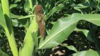 Южноамериканската царевица поскъпна на търга в Алжир