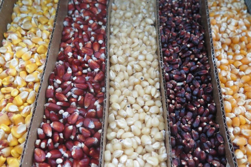 Съгрешилите украински износители на зърно и слънчоглед за България ще се наказват за шест месеца