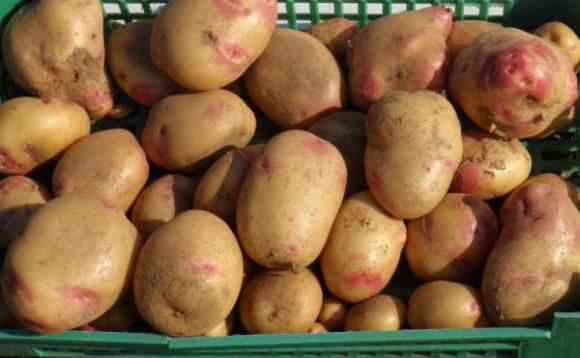 Подготовка на картофите за засаждане