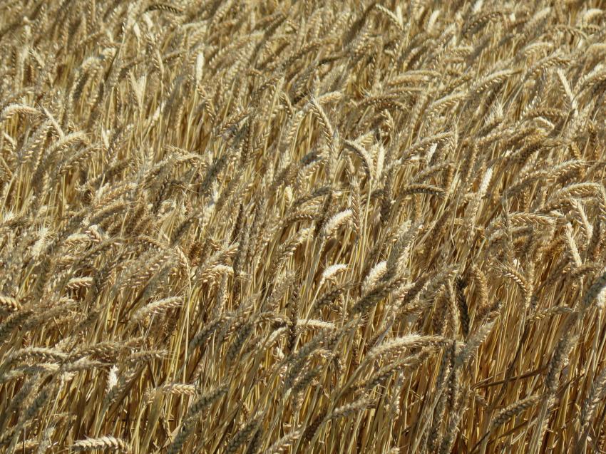 Към януари 2024 г. България е четвърта в ЕС по износ на пшеница