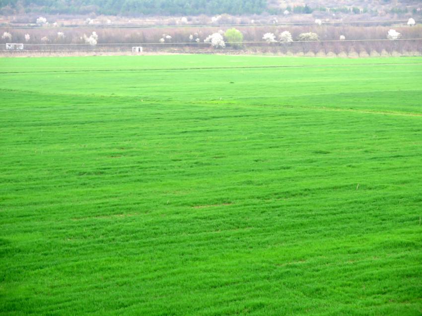 Експерти понижиха отново прогнозата за реколтата от мека пшеница в ЕС