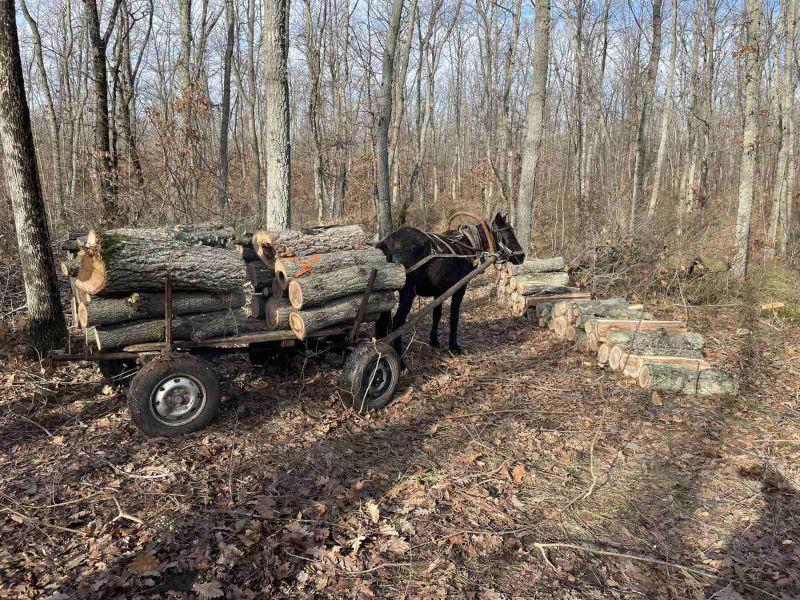 Съставиха акт на лицензиран лесовъд за нерегламентиран дърводобив