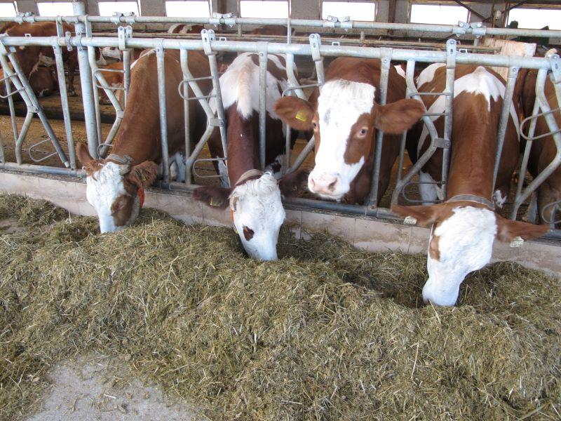 Турция въведе квота от 600 000 глави при вноса на добитък 