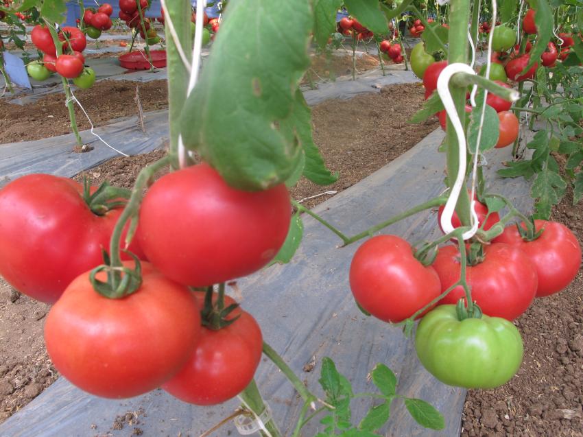Хибридните домати са забравили езика на предците си, за да предупреждават за врагове
