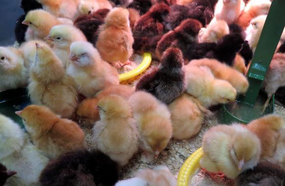 Птичи грип и във ферма в Димитровградско