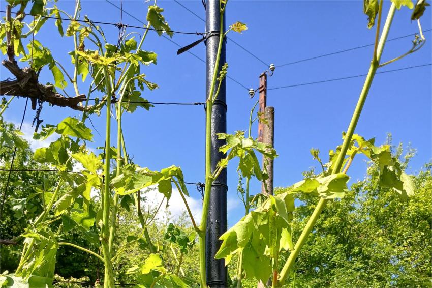 Medidas de emergência após granizo em vinhas e pomares