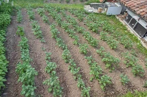 A remoção das partes aéreas das batatas depende do clima