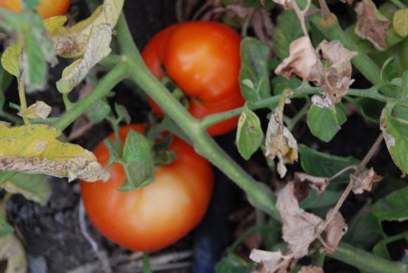 Folhas de tomate enrolam-se em tubos - causas e prevenção