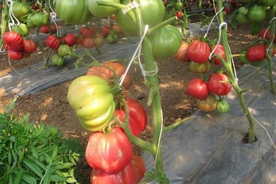 Os tomates retardam o seu desenvolvimento e não amadurecem - razões e ajuda 