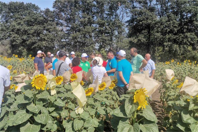 O Instituto Agrícola Dobrudja realizou treinamentos de demonstração para feijão e girassol