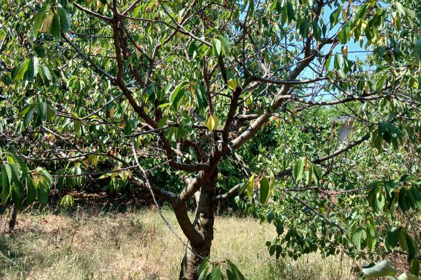 O calor e a seca são impiedosos com as ginjas!