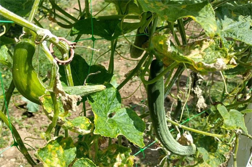 Amarelecimento de pepinos em meados do verão