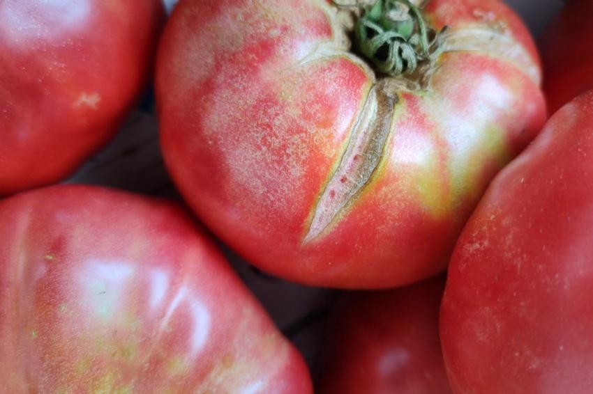 Mais de 72% mais tomates e melancias foram colhidos neste verão do que em 2023.