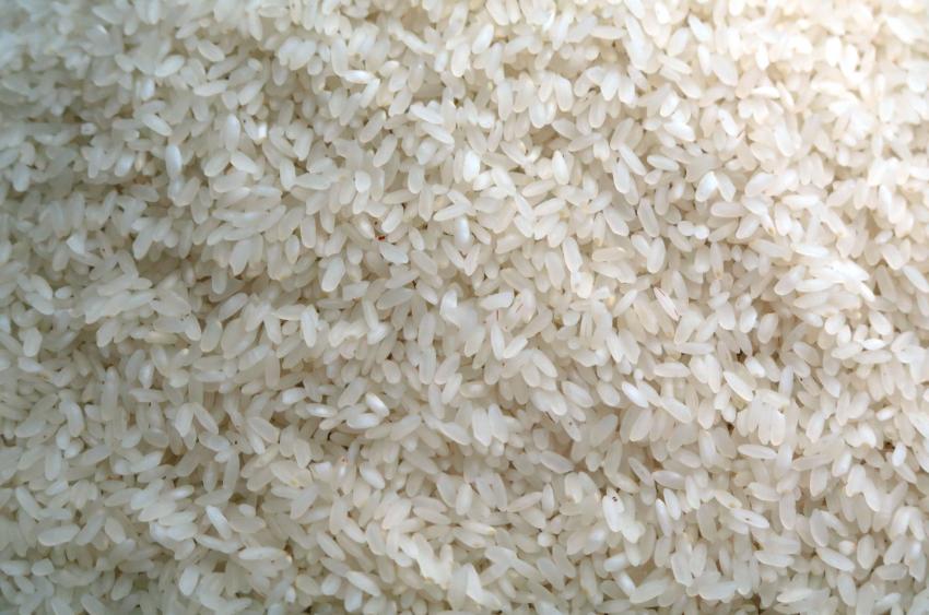 O Japão depende de variedades de arroz resistentes ao calor, o calor atrapalha o acúmulo de amido nos grãos