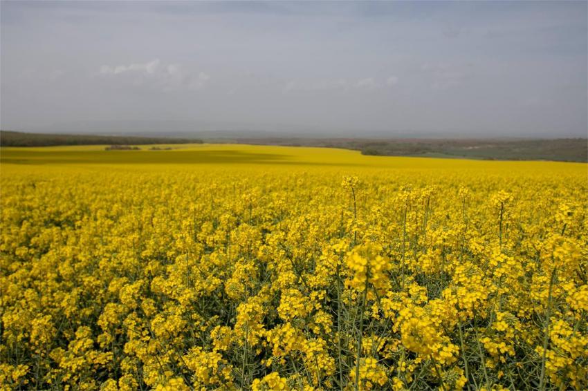 Belcar™ - A revolução no controle de ervas daninhas crucíferas na canola