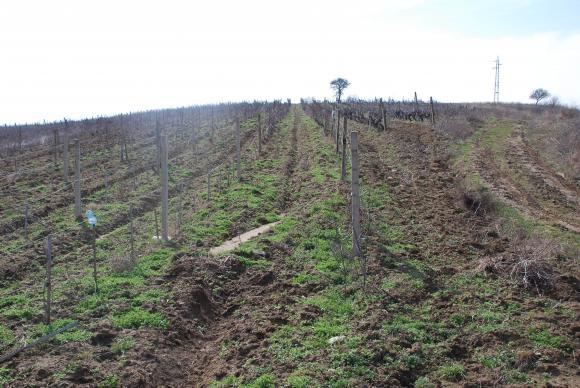 Controle de ervas daninhas pós-colheita