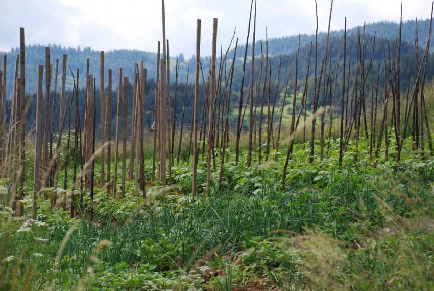 Cultivo no controle de ervas daninhas pós-colheita