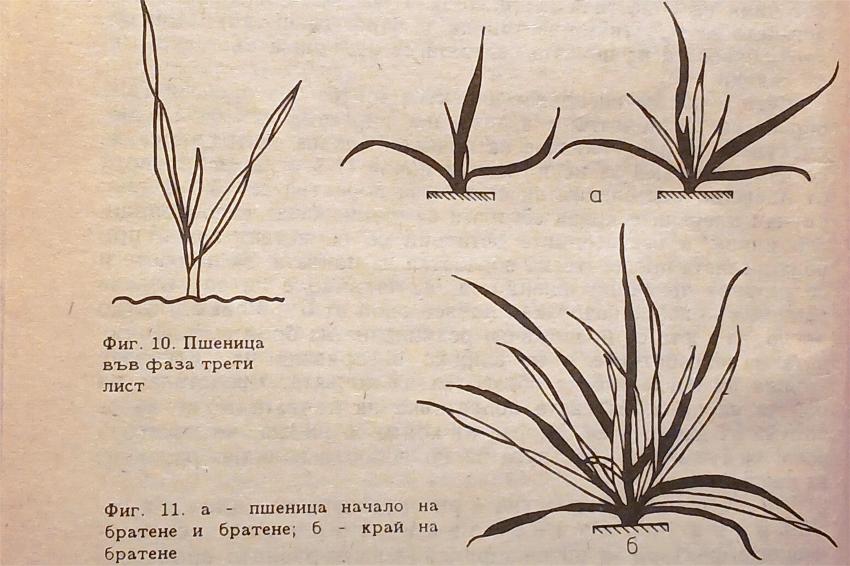 Diversidade varietal de trigo – cultivo de trigos fortes e duros