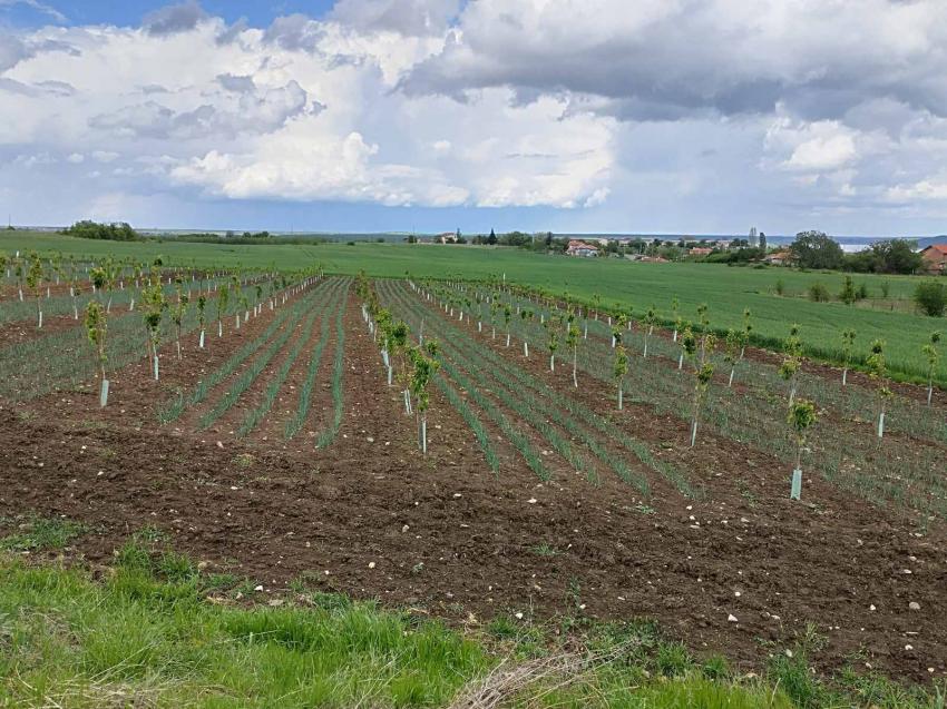 Agora é a hora de plantar groselhas, framboesas e árvores frutíferas