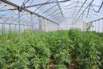 Съвместимост на зеленчуковите култури в оранжерията