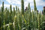 Пшеницата продължи да поевтинява и на търга в Тунис 