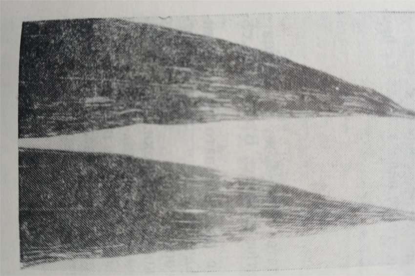     (Oulema melanopa)   ?