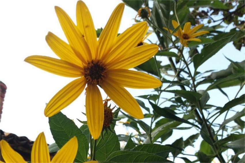 Засаждане на йерусалимски артишок (земна ябълка) през есента