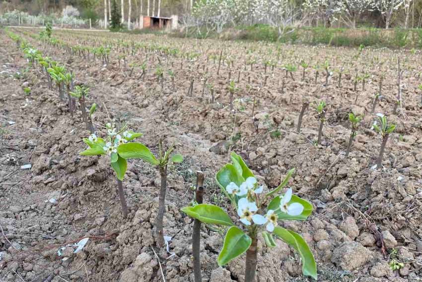 По-малко разсадници, но повече дървета за паркове и улици в Германия
