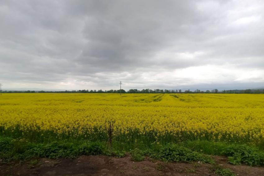 Рекорд в сеитбата на рапица и силно изоставане – при останалите есенници