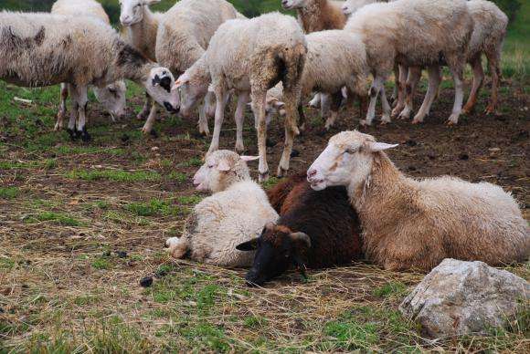Остра критика от овцевъдната асоциация заради отказа от ваксинация срещу шарка