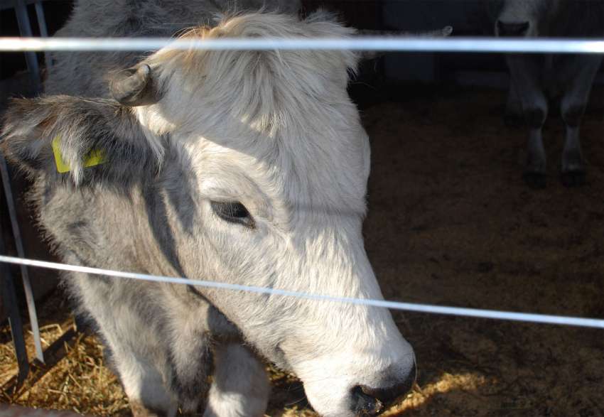 Франция възобновява износа на говеда от 1 ноември