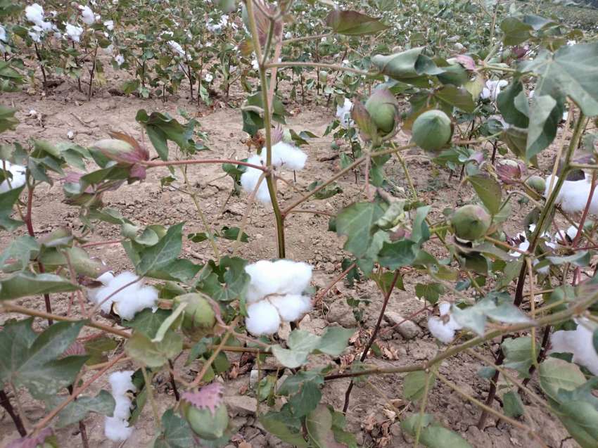 Допълнителните субсидии за отглеждане на памук са 150 лв. на декар