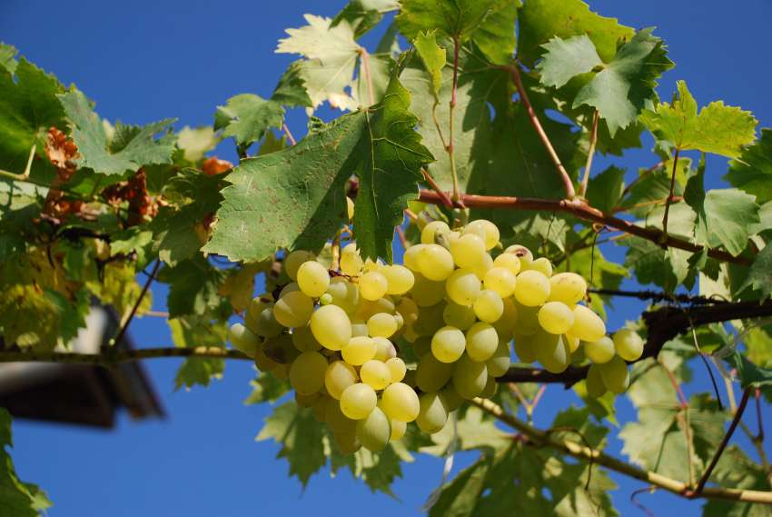 Реколта 2025 г. е прецедент – има грозде, но липсват череши, сливи и ябълки.