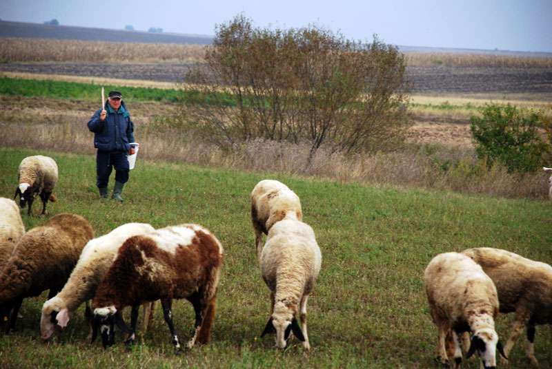 В Гърция започнаха арести на фермери заради шарката по овцете и козите