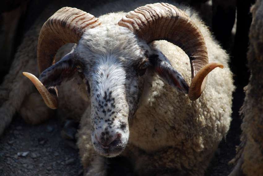 Костас Циарас: „Никоя държава, която избра ваксинация, не е елиминирала шарката“