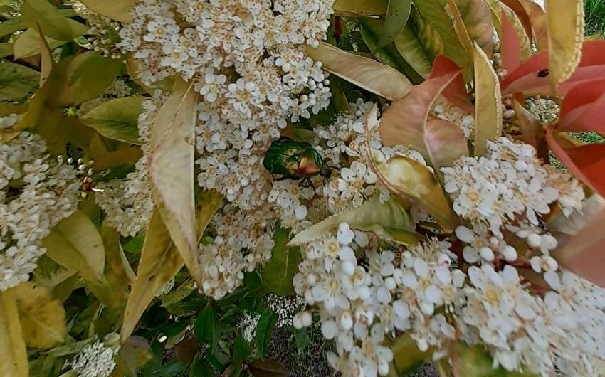 Черна златка шета из страната - разпространение по области