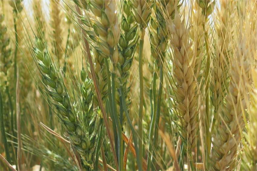 Унгарските зърнопроизводители очакват още една трудна година, ще сменят култури