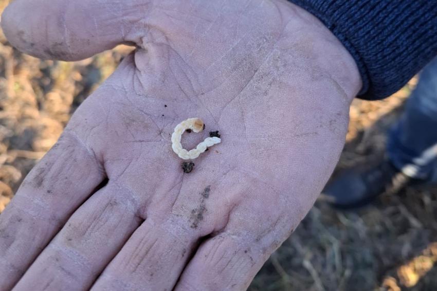 Черна златка шета из страната - разпространение по области