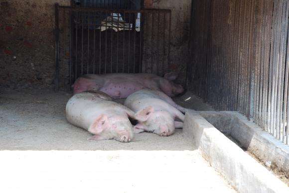 Евродоклад с важни препоръки за здравословно отглеждане на свине