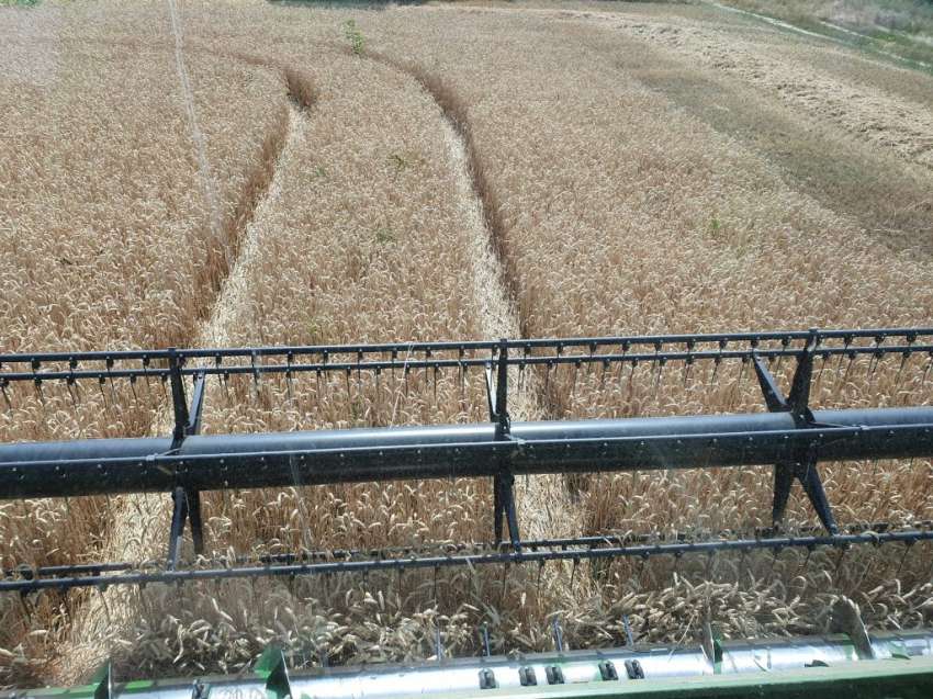 Стойността на селскостопанската продукция в ЕС е намаляла с 0,9% през 2024 г.