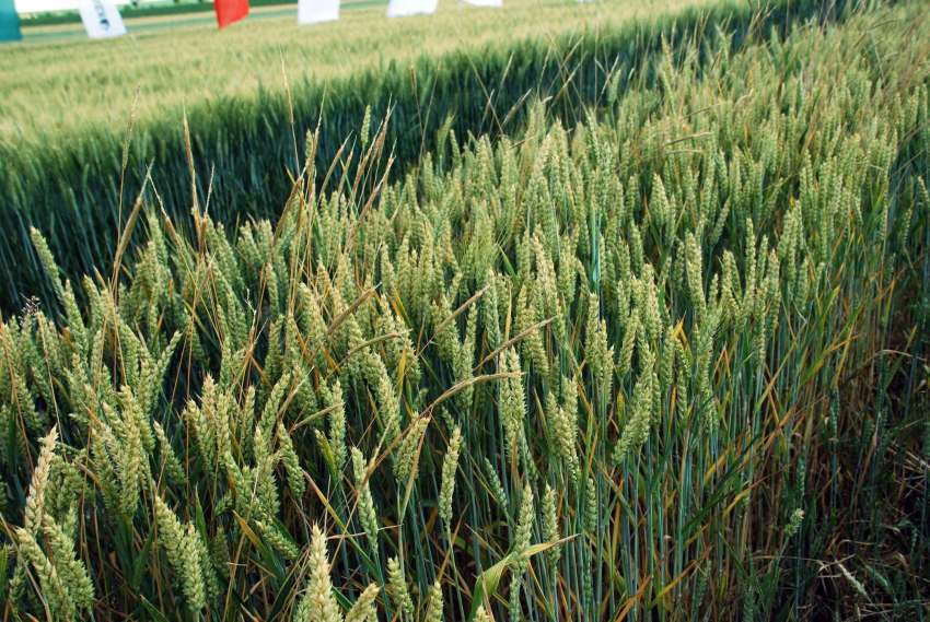 Тунис закупи 75 000 тона фуражен ечемик на международен търг